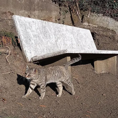 ゲストハウス Il Castello Di Venere ロータ・ディマーニャ